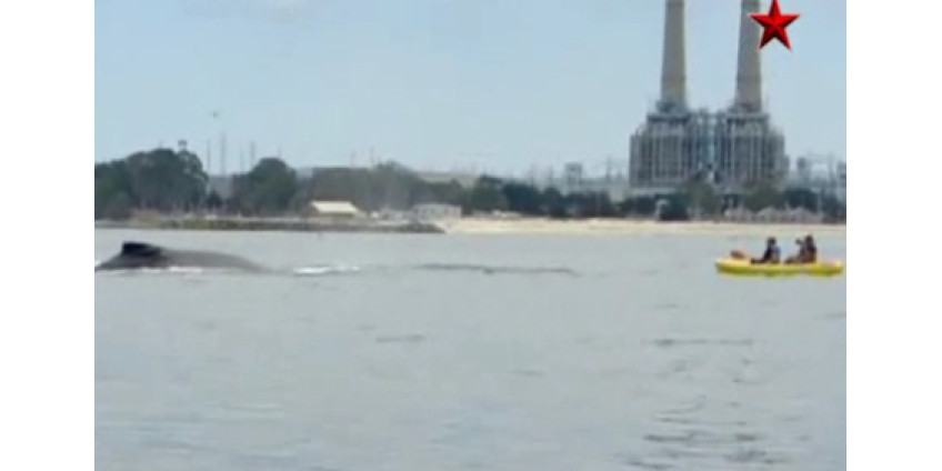 К берегам Калифорнии приплыли гигантские млекопитающие