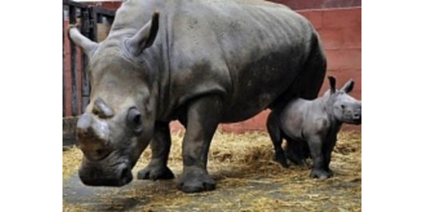 В зоопарке Сан-Диего празднуют рождение носорога