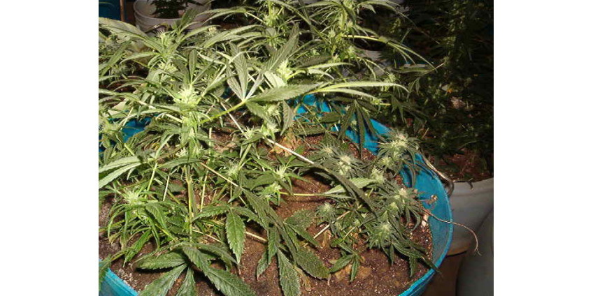 Легализовывать или нет?