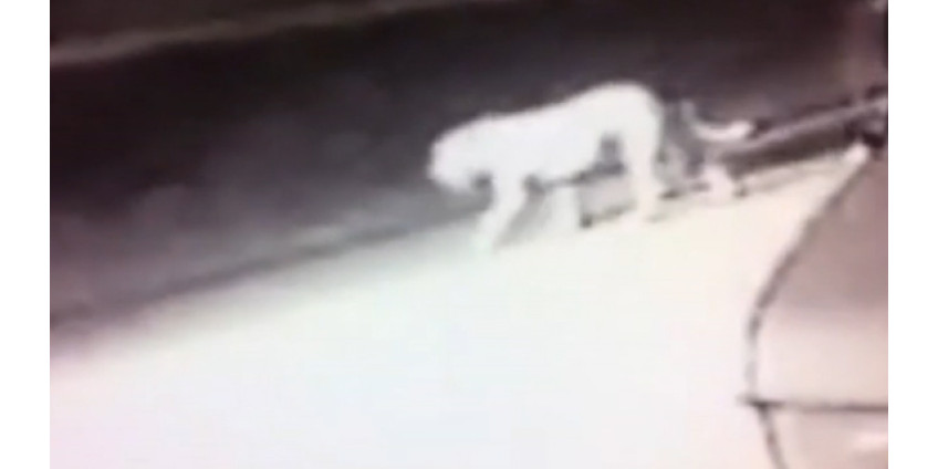 В Лос-Анджелесе на видео сняли странное животное