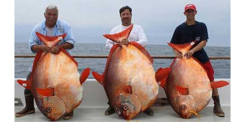 В Сан-Диего поймали трех чрезвычайно редких рыб
