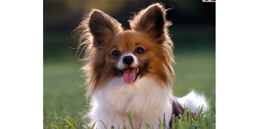 Собачья ревность