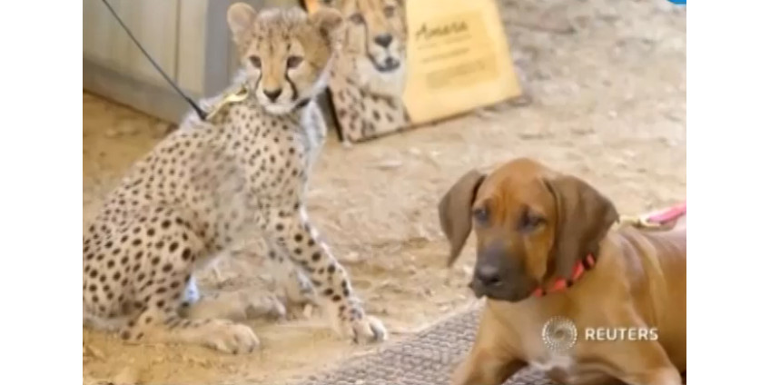 К гепраду-отказнику подселили друга