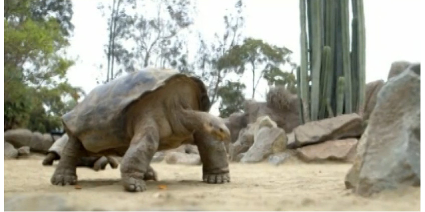 Столетнюю черепаху увезли из Сан-Диего 