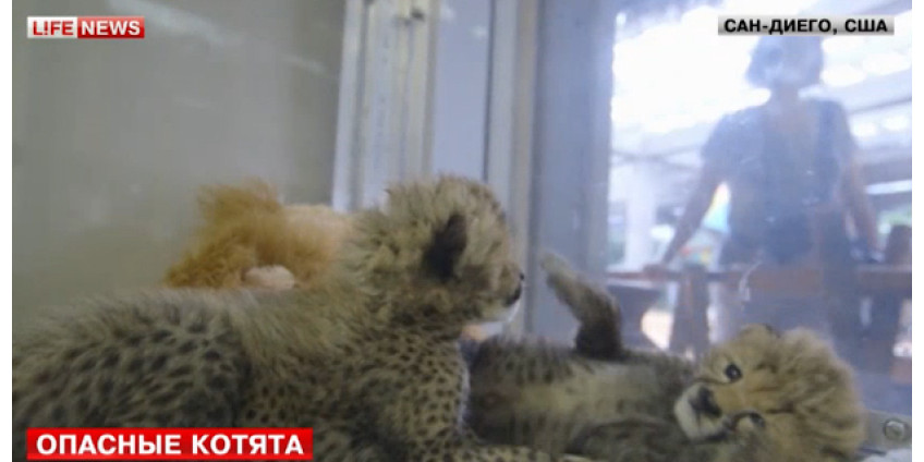 В Сан-Диего показали новорожденных детенышей гепарда