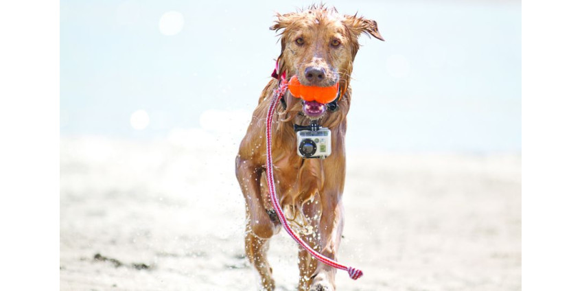 Собаки из Сан-Диего освоили искусство фотографии
