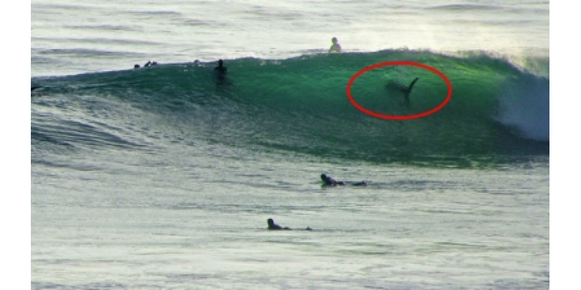Калифорнийского серфингиста укусила акула