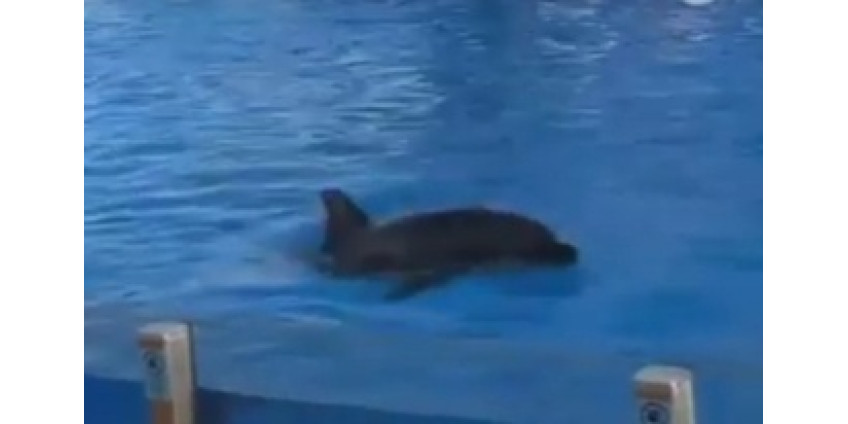 В зоопарке Сан-Диего вновь уникальное событие