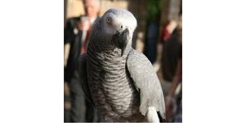 В Калифорнии нашелся попугай, который за время отсутствия выучил испанский