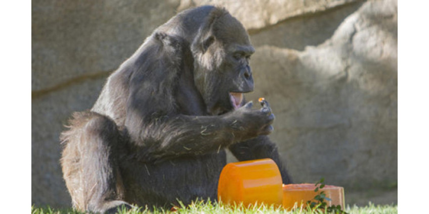 День рождения отпраздновала одна из самых старых горилл в мире