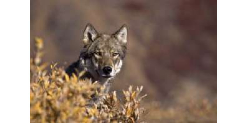 В Гранд-Каньоне впервые за несколько десятилетий замечен серый волк