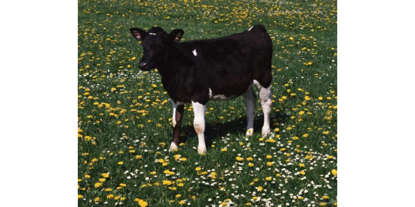 В Калифорнии задержали наркодиллера с теленком в автомобиле