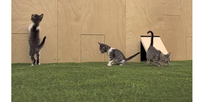 Котята как антидепрессант