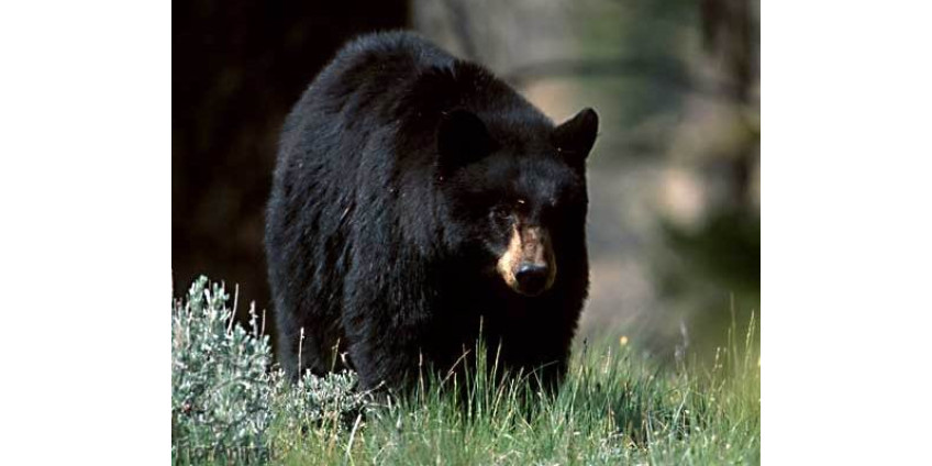 Черному медведю удалось скрыться от погони