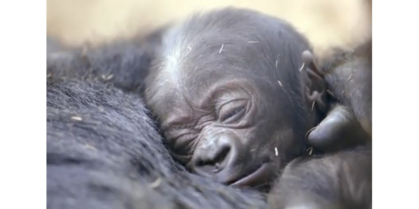 Самка гориллы из Сан-Диего прославилась на весь мир