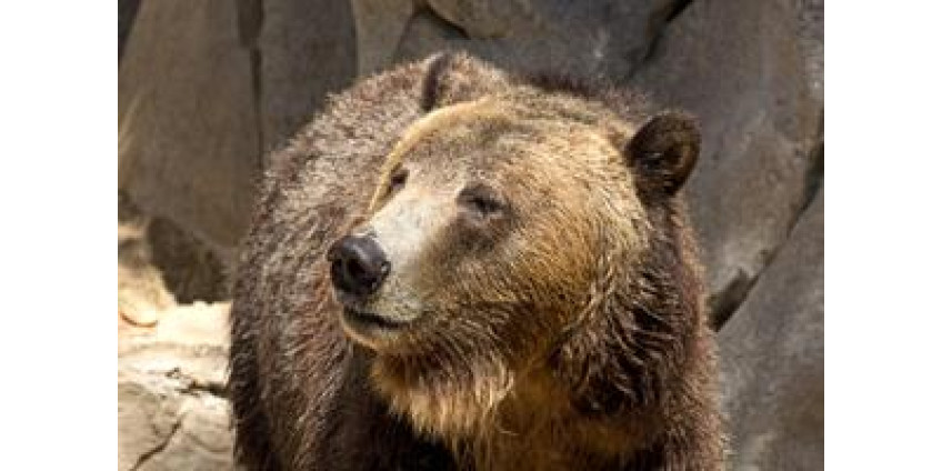 Полицейского на встречу с медведем привезли на вертолете