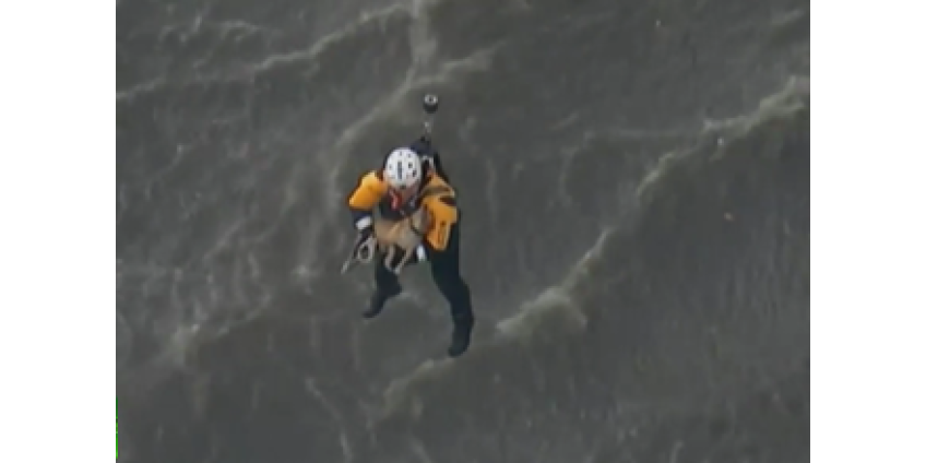 Калифорнийские спасатели вытаскивали собаку из воды