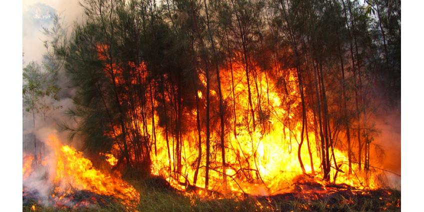 Лесные пожары уничтожили около 40 домов