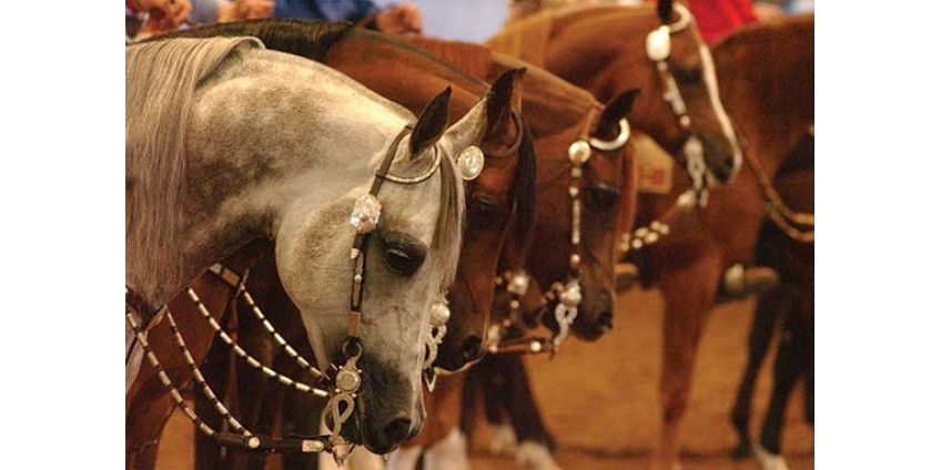 В Аризоне ожидается конное шоу