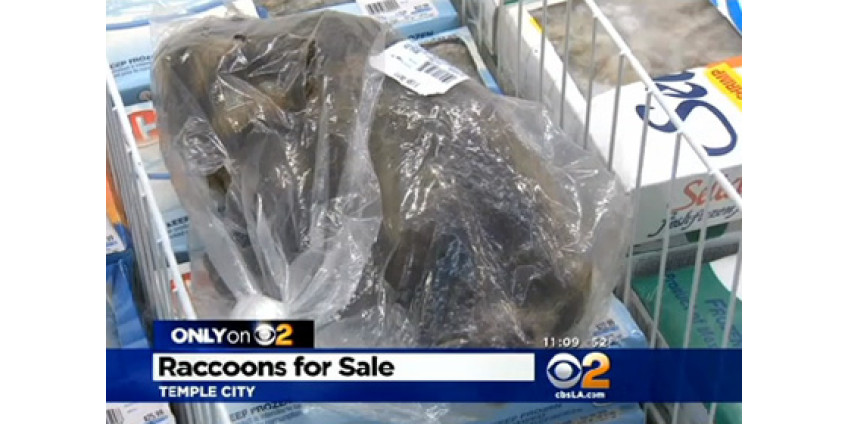 В Лос-Анджелесе вспыхнул скандал из-за магазин, продающего мясо енотов