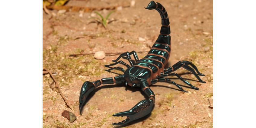 Авиарейс был задержан из-за укуса скорпиона