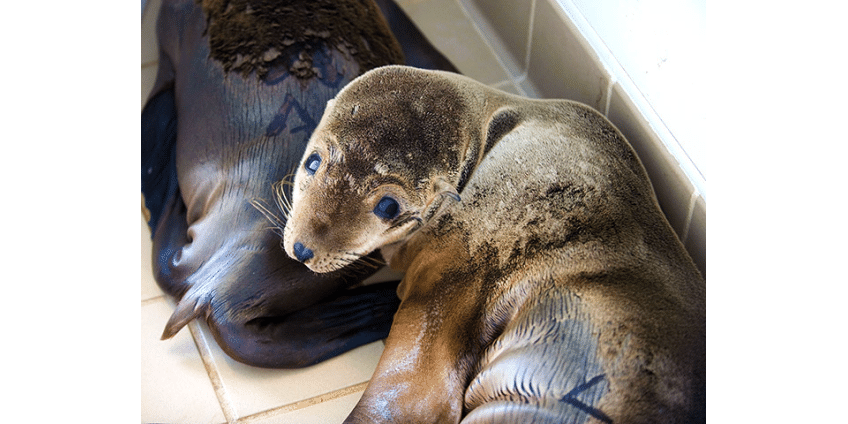 Детеныши морских львов выбросились на берег Калифорнии