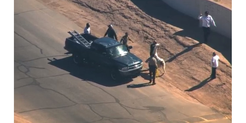 Полиция Аризоны гонялась за ламами