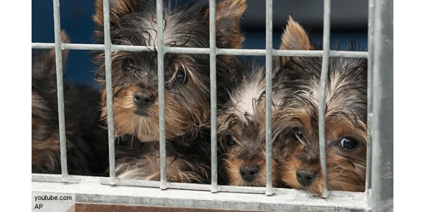 Поджигательнице щенков дали 14 лет тюрьмы