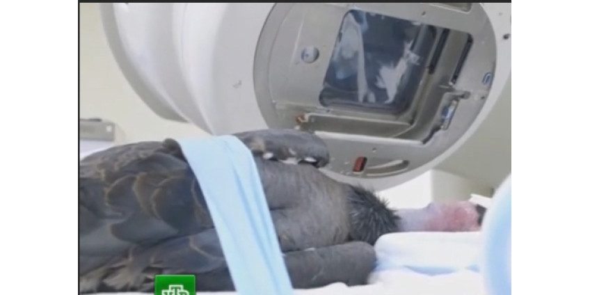 Ветеринары из Сан-Диего спасают редчайшего кондора
