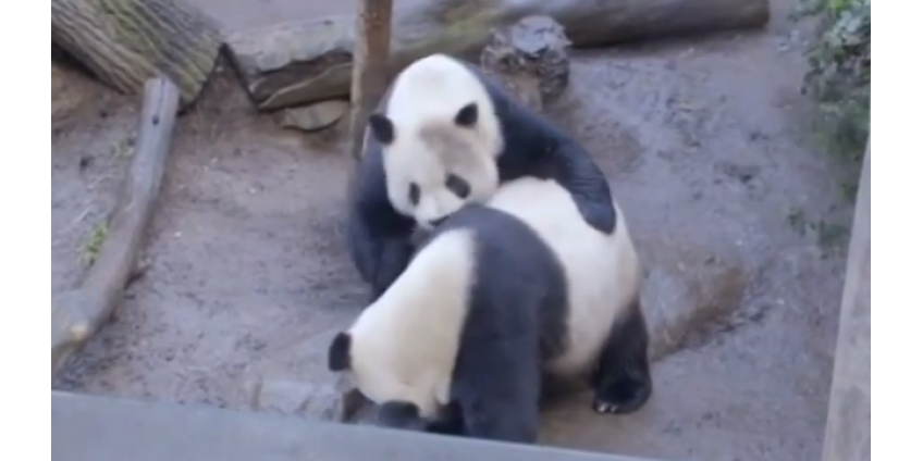 Зоопарк из Сан-Диего вновь привлек внимание