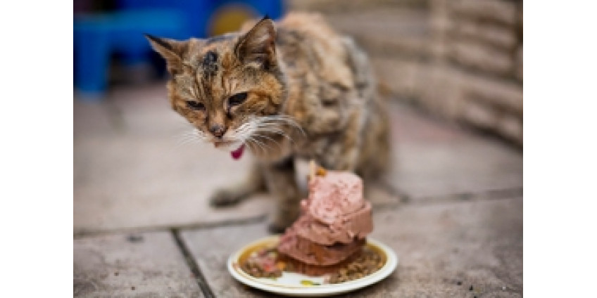 День рождения отметила старейшая кошка в мире