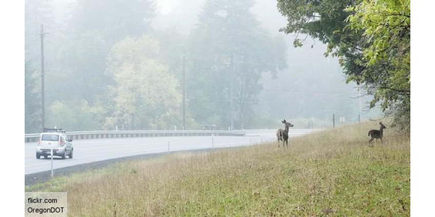 Оживленную трассу в Неваде перекрыли ради оленей
