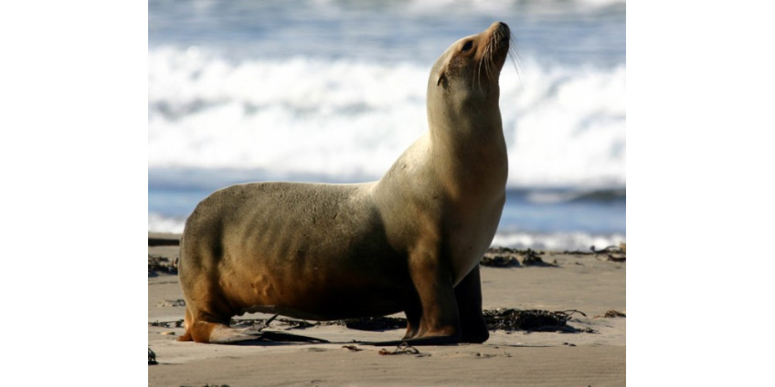 Морские львята из Калифорнии спасены