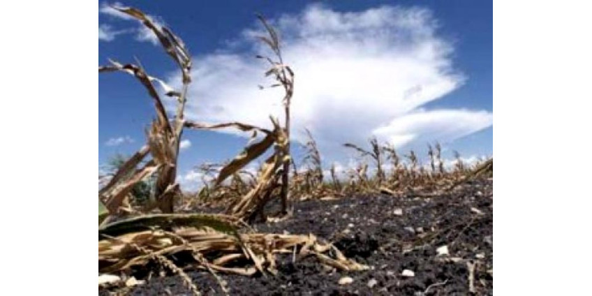 В Калифорнии начинают экстренную борьбу с засухой