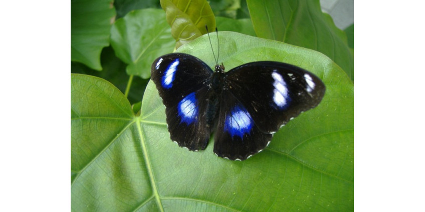 В Сан-Диего появился сад тропических бабочек