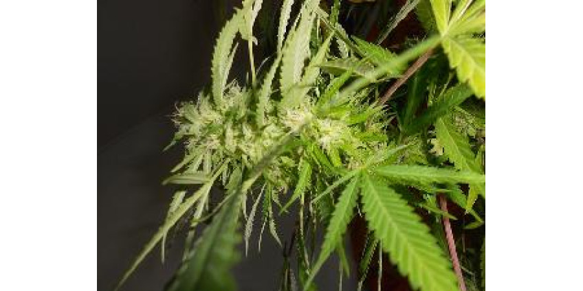 Больные животные в Неваде смогут употреблять марихуану