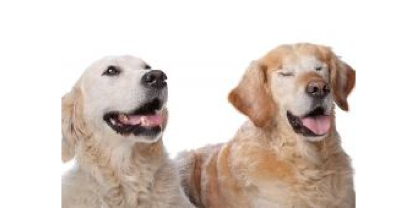 Специалисты из Университета Аризоны ищут добровольцев