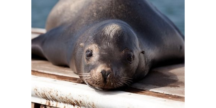  Жителя Сан-Диего ограбил морской лев