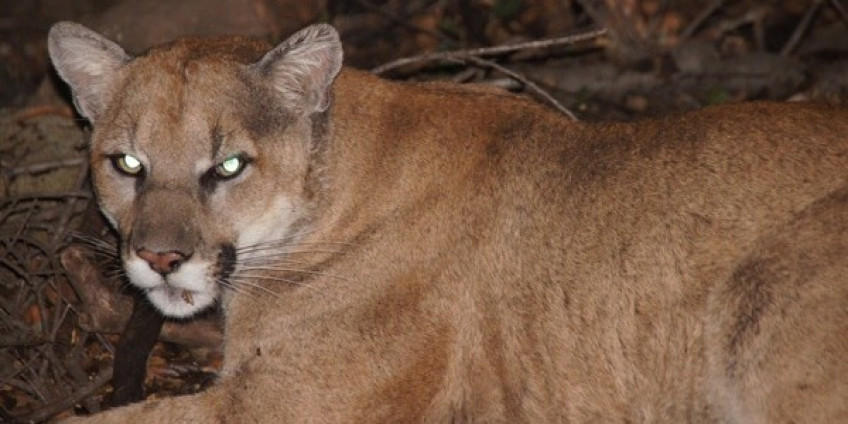 В жилище калифорнийца обнаружили пуму