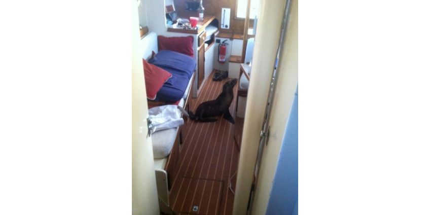 На пришвартованной яхте переночевал необычный гость