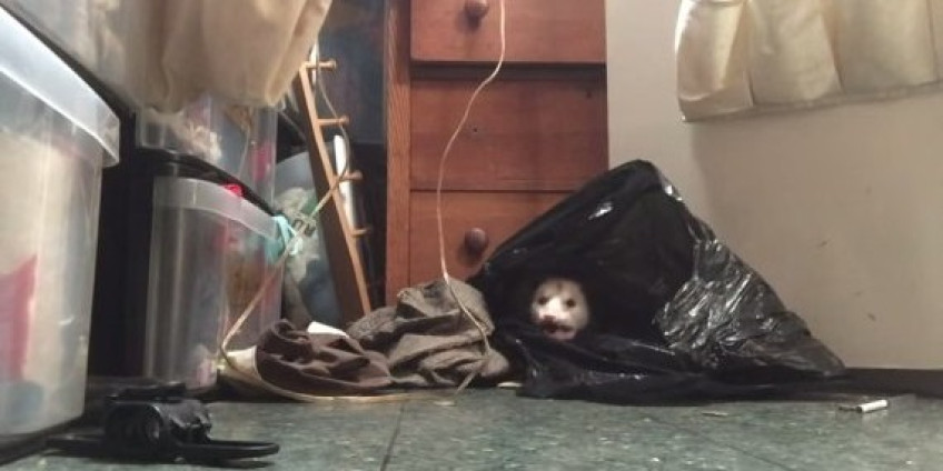 Жительница Лос-Анджелеса нашла семью опоссумов в шкафу