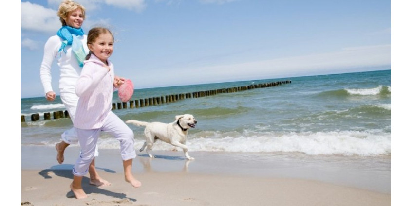 Собаки получат свой пляж
