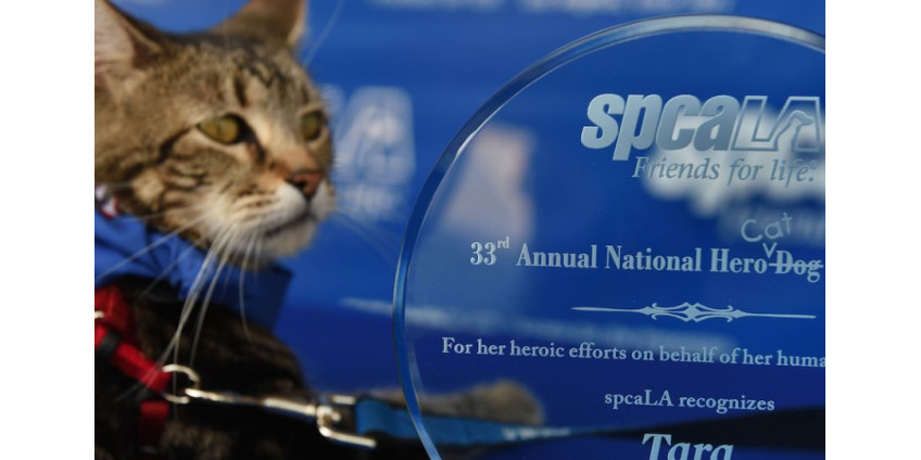 Кошка из Лос-Анджелеса получила премию для собак-спасателей
