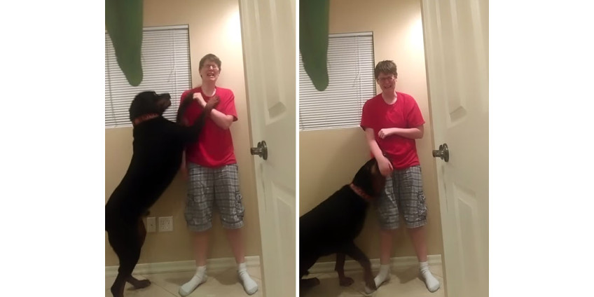 Собака из Аризоны спасает жизнь хозяйке