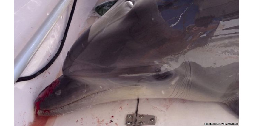 Дельфин сломал женщине две ноги