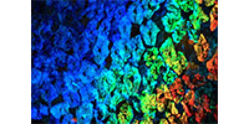 В Калифорнии работают над одеждой, меняющей цвет