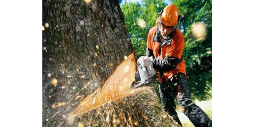 В Лос-Анджелесе начали спиливать деревья из-за засухи