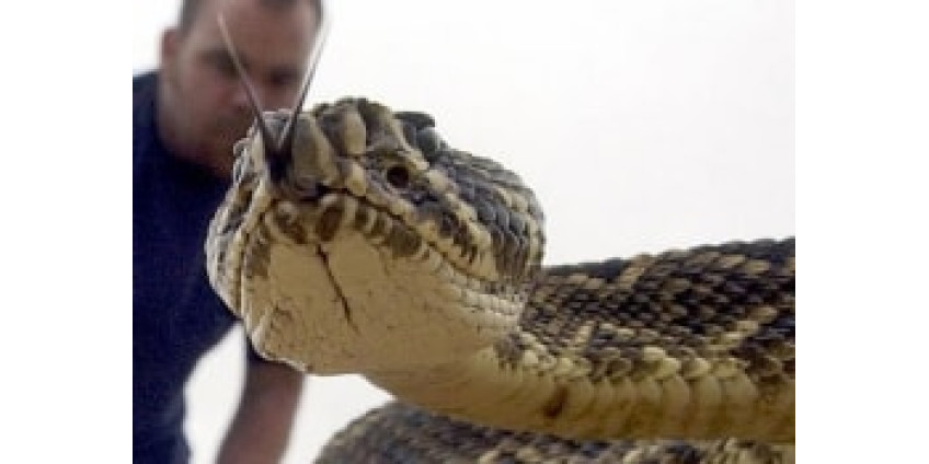 Селфи со змеей не каждому по карману