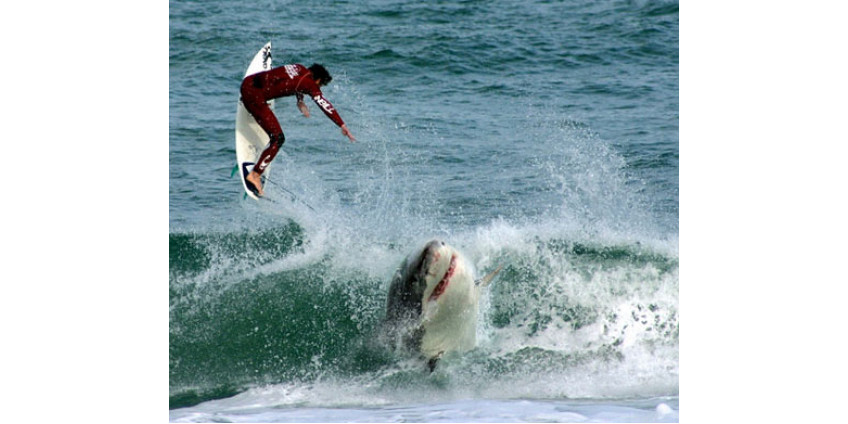 Акулы меньше стали нападать у берегов Сан-Диего