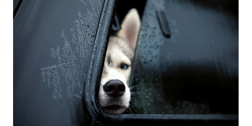За животных, оставленных в машине, можно будет получить штраф